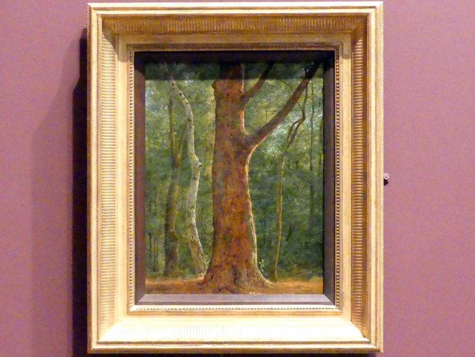Achille Etna Michallon (1816–1822), Buche, New York, Metropolitan Museum of Art (Met), Saal 805, vor 1817, Bild 1/2