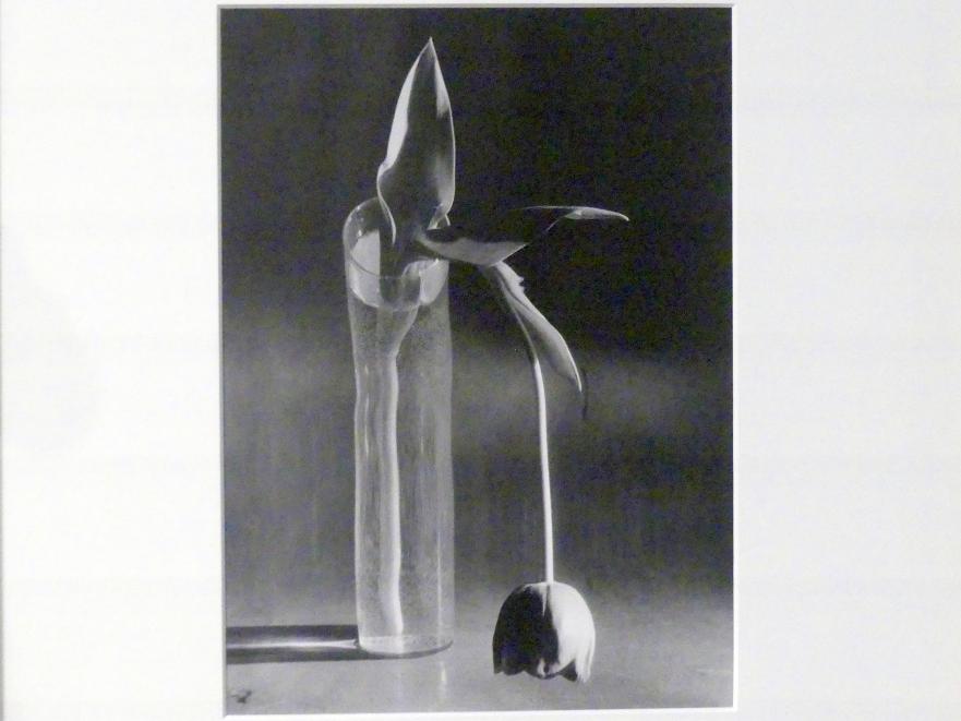 André Kertész (1926–1939), Melancholische Tulpe, Linz, Lentos Kunstmuseum Linz, Saal 5 - Fotokabinett, 1939, Bild 2/3