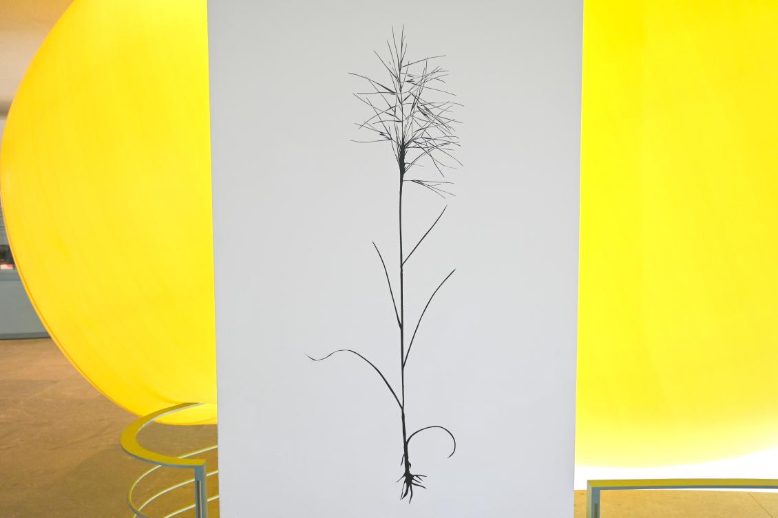 Cornelia Genschow (2008), Riesen-Federgras, Bonn, Kunstmuseum Bonn, Eingangshalle, 2008