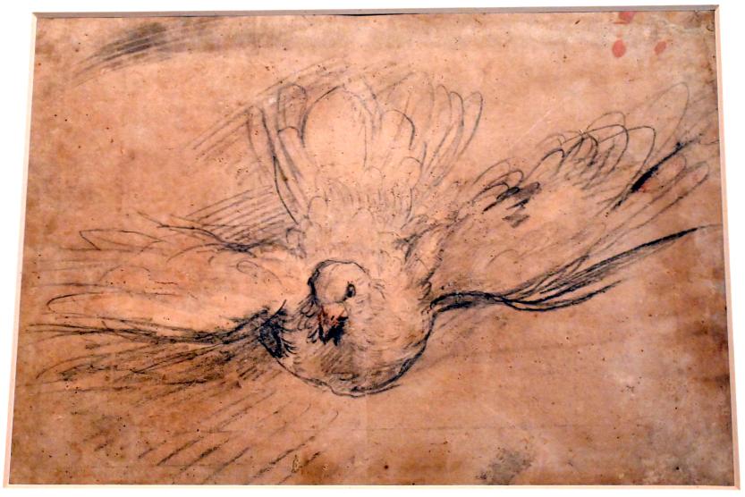 Federico Barocci (1557–1612), Studie der Taube im Flug für den Heiligen Geist, Urbino, Galleria Nazionale delle Marche, Obergeschoß Saal 7, vor 1579, Bild 1/2