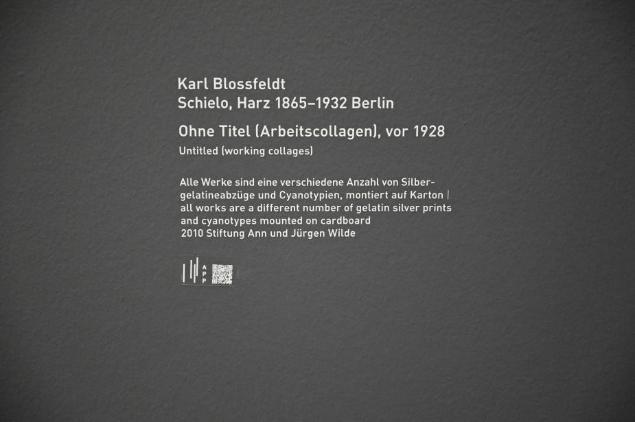 Karl Blossfeldt (1927–1928), Ohne Titel (Arbeitscollagen) - Farne, München, Pinakothek der Moderne, Saal 27 2022, vor 1928, Bild 3/3
