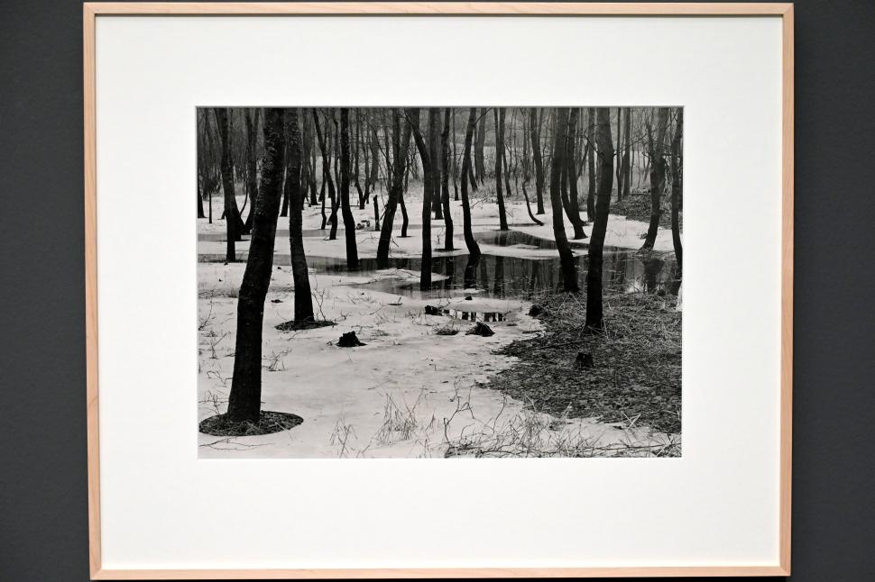 Albert Renger-Patzsch (1925–1959), Erlenbruch im Winter, München, Pinakothek der Moderne, Saal 7 2022, 1946–1947, Bild 1/3