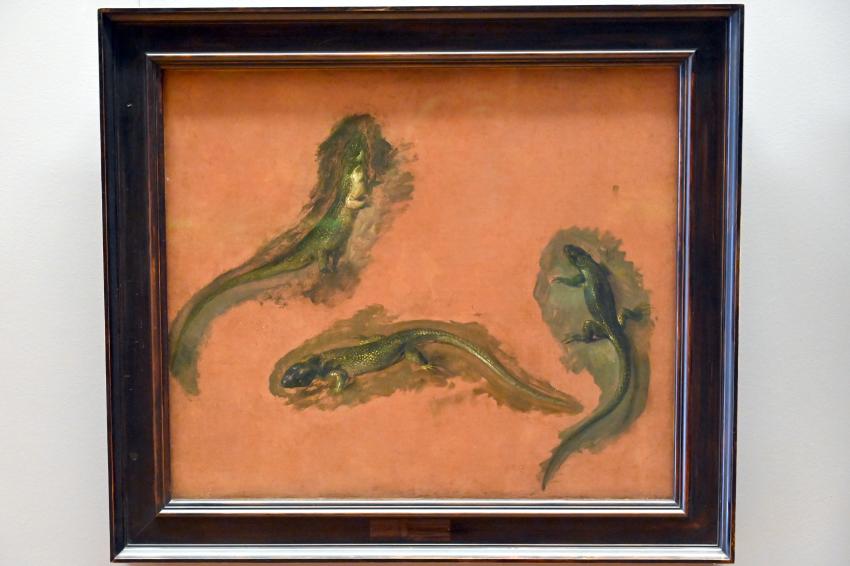 Pieter Boel (1659–1669), Drei Studien einer grünen Eidechse, Paris, Musée du Louvre, Saal 802, nach 1668, Bild 1/2