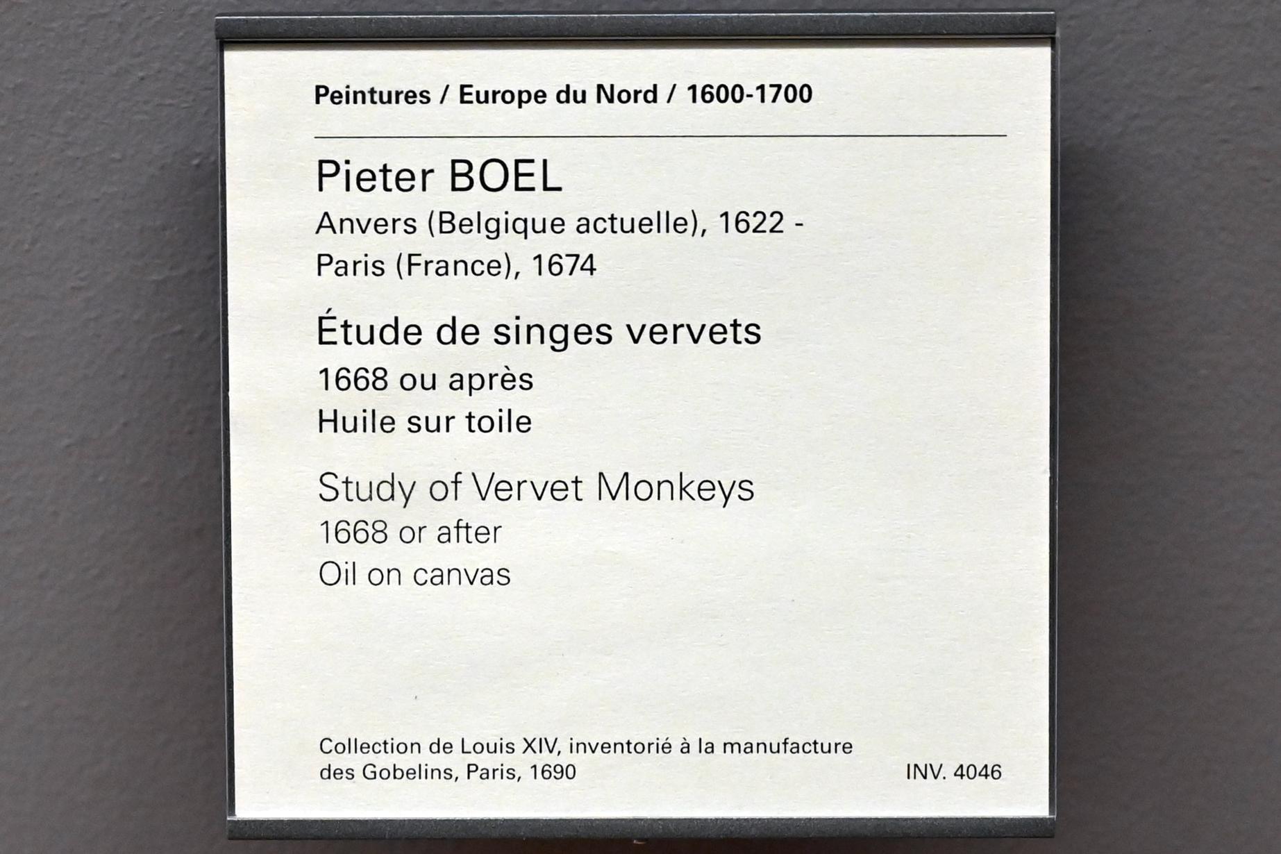 Pieter Boel (1659–1669), Studie Grüner Meerkatzen, Paris, Musée du Louvre, Saal 802, nach 1668, Bild 2/2